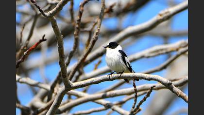 Halkalı sinekkapan » Collared Flycatcher » Ficedula albicollis