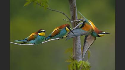 Arıkuşu » European Bee-eater » Merops apiaster
