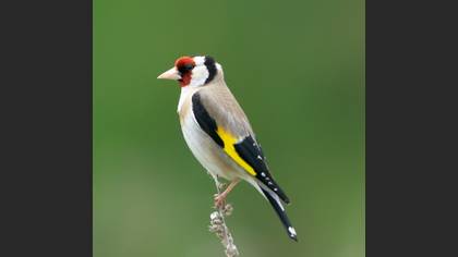 Saka » European Goldfinch » Carduelis carduelis