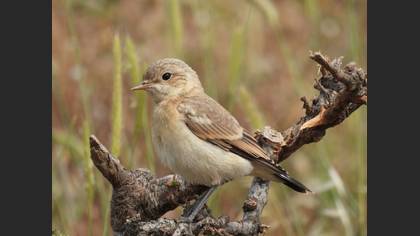 Boz kuyrukkakan » Isabelline Wheatear » Oenanthe isabellina