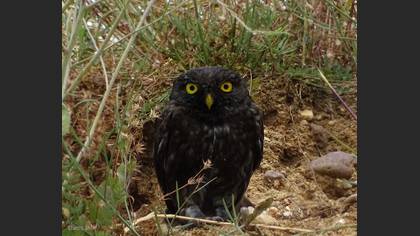 Kukumav » Little Owl » Athene noctua