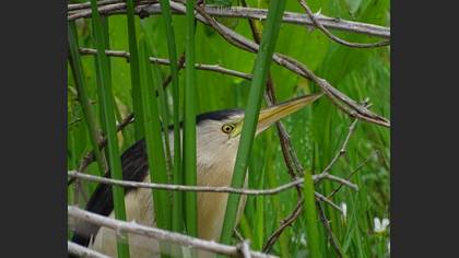 Küçük balaban » Little Bittern » Botaurus minutus