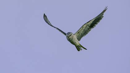 Ak çaylak » Black-winged Kite » Elanus caeruleus
