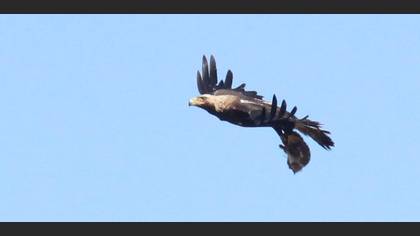 Şah kartal » Eastern Imperial Eagle » Aquila heliaca