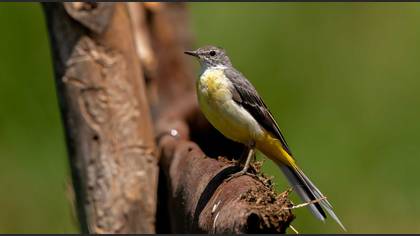 Dağ kuyruksallayanı » Grey Wagtail » Motacilla cinerea