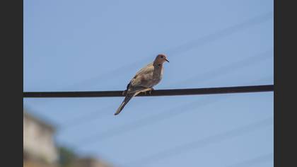 Küçük kumru » Laughing Dove » Spilopelia senegalensis