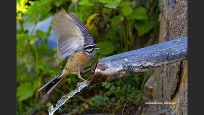 Kaya kirazkuşu » Rock Bunting » Emberiza cia