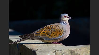 Üveyik » European Turtle Dove » Streptopelia turtur