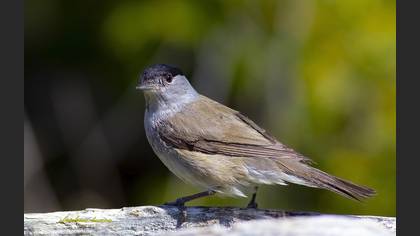 Karabaşlı ötleğen » Eurasian Blackcap » Sylvia atricapilla