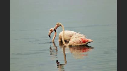 Flamingo