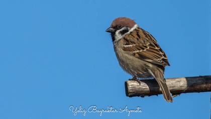 Ağaç serçesi » Eurasian Tree Sparrow » Passer montanus