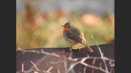 Kızılgerdan » European Robin » Erithacus rubecula