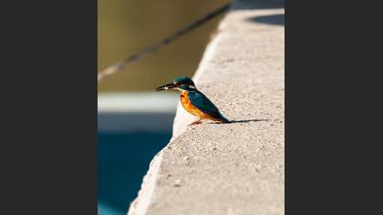 Yalıçapkını » Common Kingfisher » Alcedo atthis
