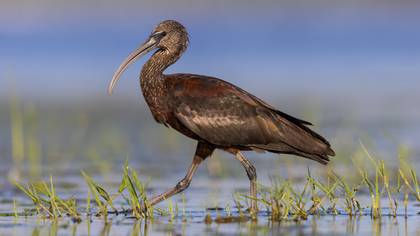 Çeltikçi » Glossy Ibis » Plegadis falcinellus