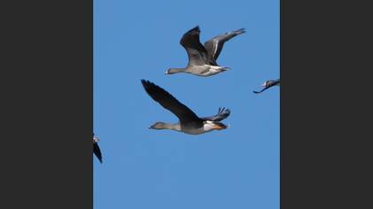 Tarla kazı » Taiga/Tundra Bean Goose » Anser fabalis/serrirostris