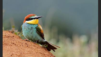 Arıkuşu » European Bee-eater » Merops apiaster