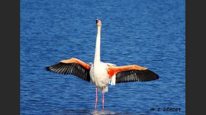 Flamingo