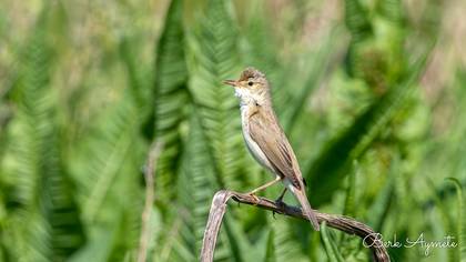 Büyük kamışçın » Great Reed Warbler » Acrocephalus arundinaceus