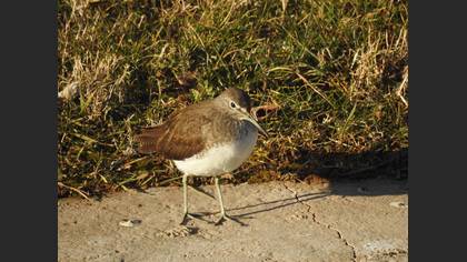 Yeşil düdükçün » Green Sandpiper » Tringa ochropus