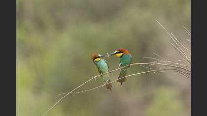 Arıkuşu » European Bee-eater » Merops apiaster