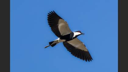 Mahmuzlu kızkuşu » Spur-winged Lapwing » Vanellus spinosus