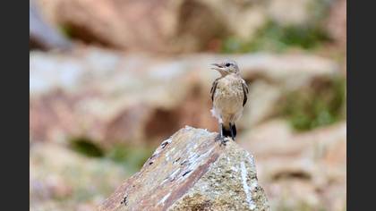 Kuyrukkakan » Northern Wheatear » Oenanthe oenanthe