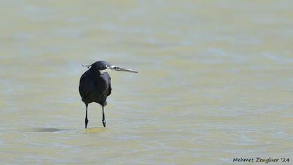 Kıyı balıkçılı » Western Reef Heron » Egretta gularis
