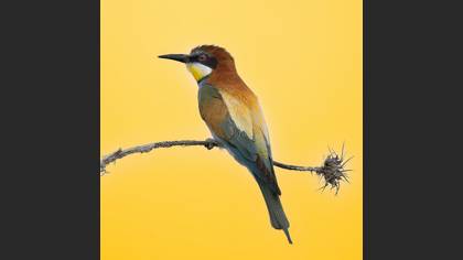 Arıkuşu » European Bee-eater » Merops apiaster
