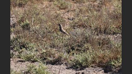 Bozkır toygarı » Greater Short-toed Lark » Calandrella brachydactyla