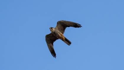 Delice doğan » Eurasian Hobby » Falco subbuteo