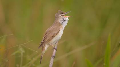 Büyük kamışçın » Great Reed Warbler » Acrocephalus arundinaceus