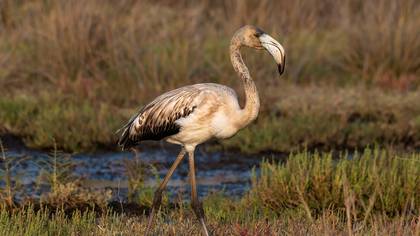 Flamingo