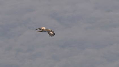 Küçük orman kartalı » Lesser Spotted Eagle » Clanga pomarina