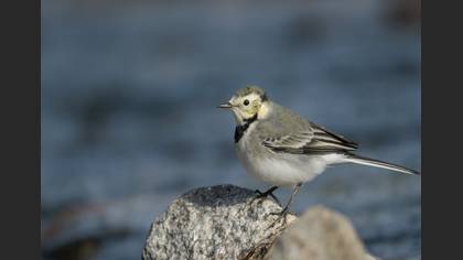 Ak kuyruksallayan