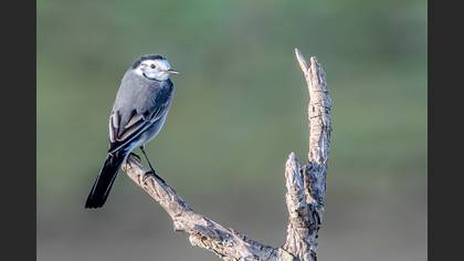 Ak kuyruksallayan » White Wagtail » Motacilla alba
