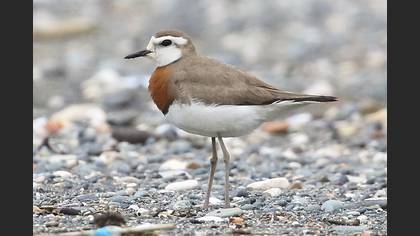 Doğu cılıbıtı » Caspian Plover » Anarhynchus asiaticus