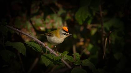Sürmeli çalıkuşu » Common Firecrest » Regulus ignicapilla