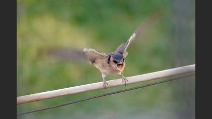 Kızıl kırlangıç » Red-rumped Swallow » Cecropis rufula
