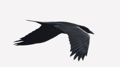 Kuzgun » Northern Raven » Corvus corax