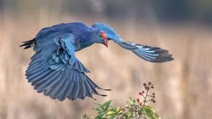 Sazhorozu » Grey-headed Swamphen » Porphyrio poliocephalus