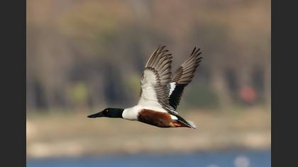 Kaşıkgaga » Northern Shoveler » Spatula clypeata