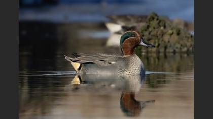 Çamurcun » Eurasian Teal » Anas crecca