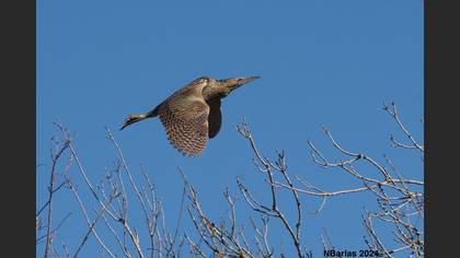 Balaban » Eurasian Bittern » Botaurus stellaris