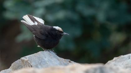 Aktepeli kuyrukkakan » White-crowned Wheatear » Oenanthe leucopyga