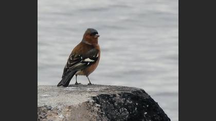 İspinoz » Common Chaffinch » Fringilla coelebs