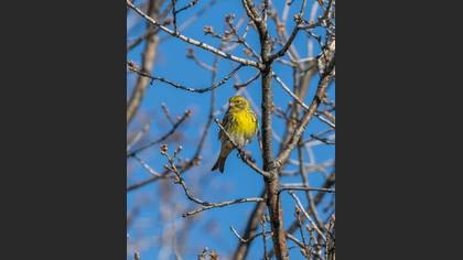 Küçük iskete » European Serin » Serinus serinus