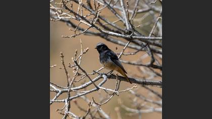 Kara kızılkuyruk » Black Redstart » Phoenicurus ochruros