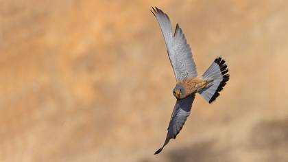 Küçük kerkenez » Lesser Kestrel » Falco naumanni