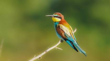 Arıkuşu » European Bee-eater » Merops apiaster