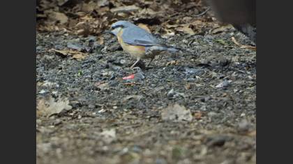 Sıvacı » Eurasian Nuthatch » Sitta europaea
